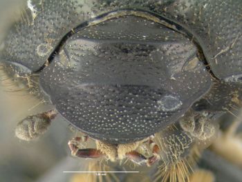 Media type: image;   Entomology 602108 Aspect: head frontal view